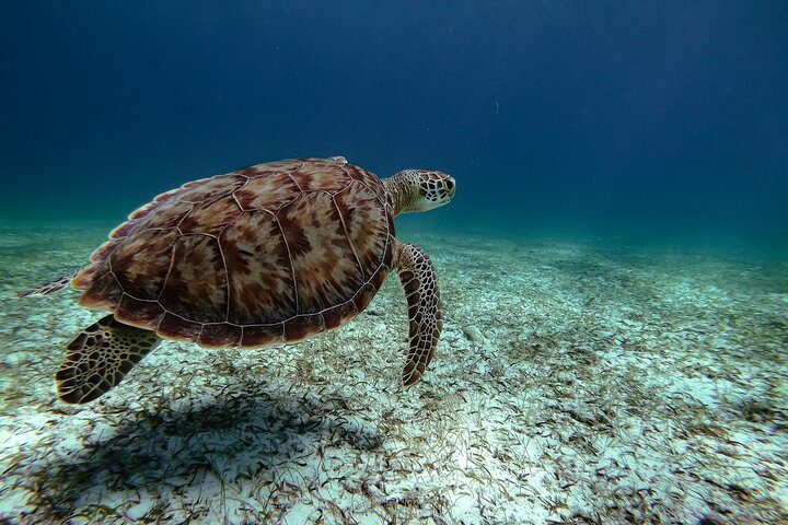Aruba Turtle Snorkeling Tour | Photos & Videos Included (2 Hours), photo 10 of 10