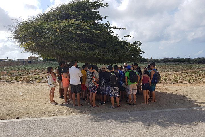 Full-Day Aruba Sightseeing island Tour with Baby Beach Swim, photo 5 of 10